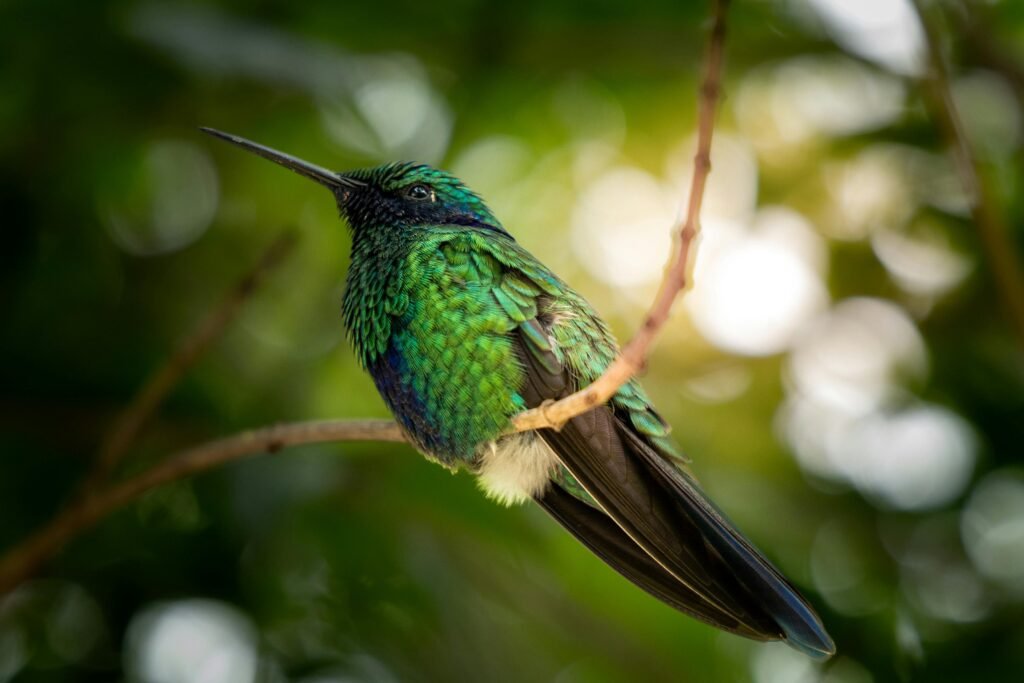 Close-up of a vibrant green hummingbird perched on a thin branch with a blurred leafy background.
