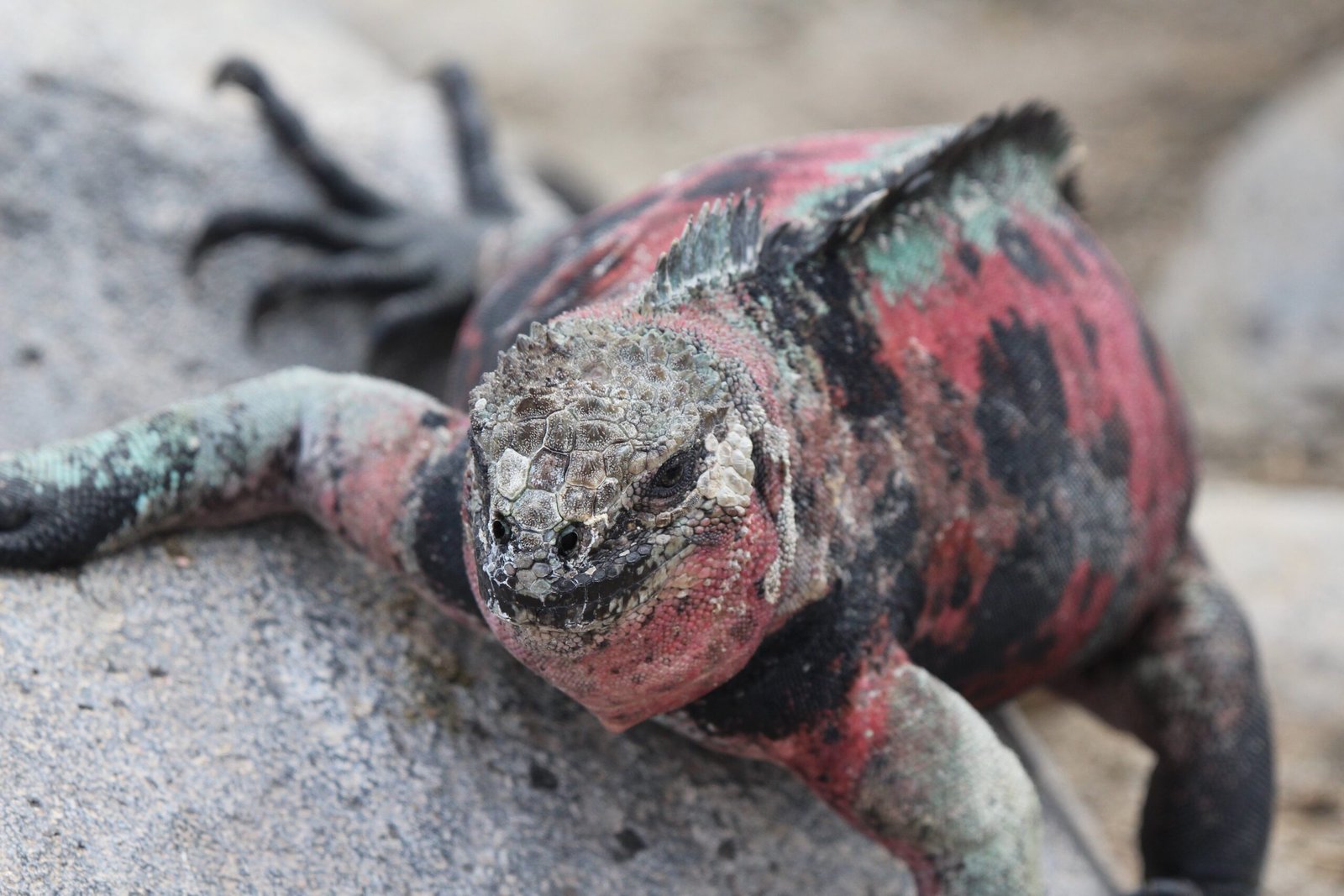 Galapagos iguanas on volcanic rocks in the northern islands itinerary