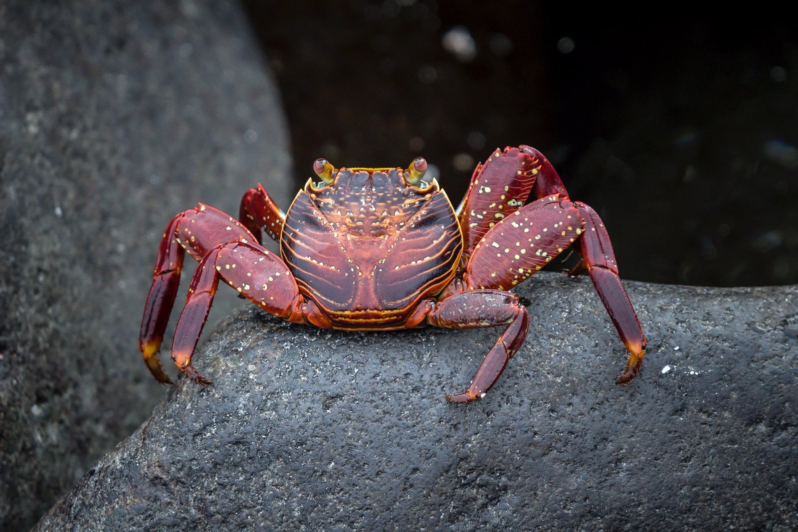 Colorful crab with orange-red shell on dark volcanic rock surface.