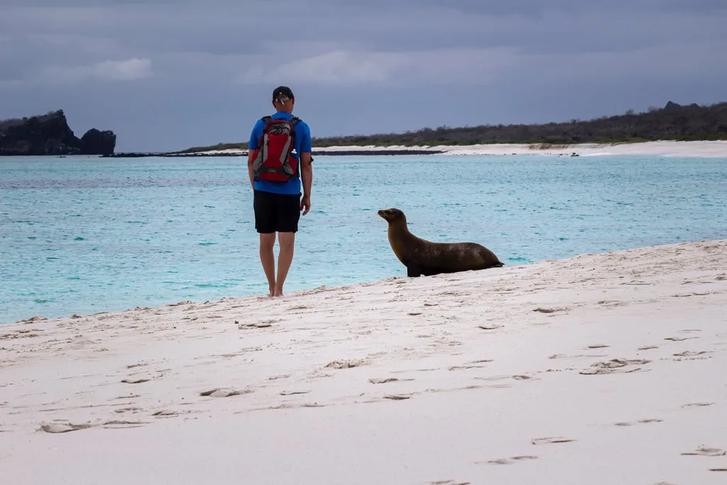 Person with a red backpack stands barefoot on a light sandy beach while a seal rests