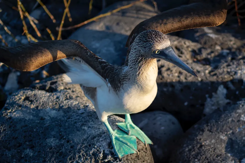 Blue-footed booby with wings extended, standing on dark rocks along a rocky shore
