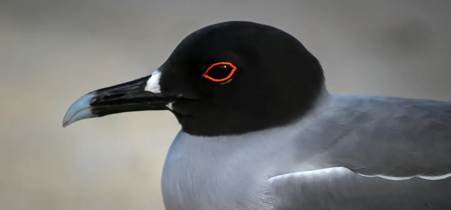 Close-up of a seabird with a black head, red eye ring, gray back, and long black bill.