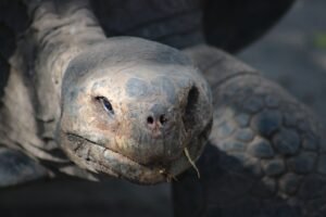 Close-up of a tortoise's head with a cracked, textured shell visible in the background.