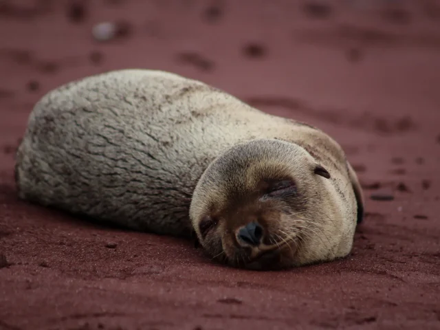 Young seal sleeping on reddish sand, eyes closed and textured fur visible on the beach.
