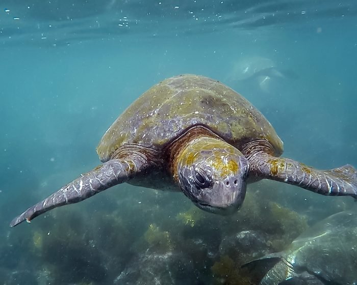 Sea turtle swimming toward the camera underwater, flippers spread wide